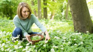May foraging - a woman with a basket picking wild garlic.